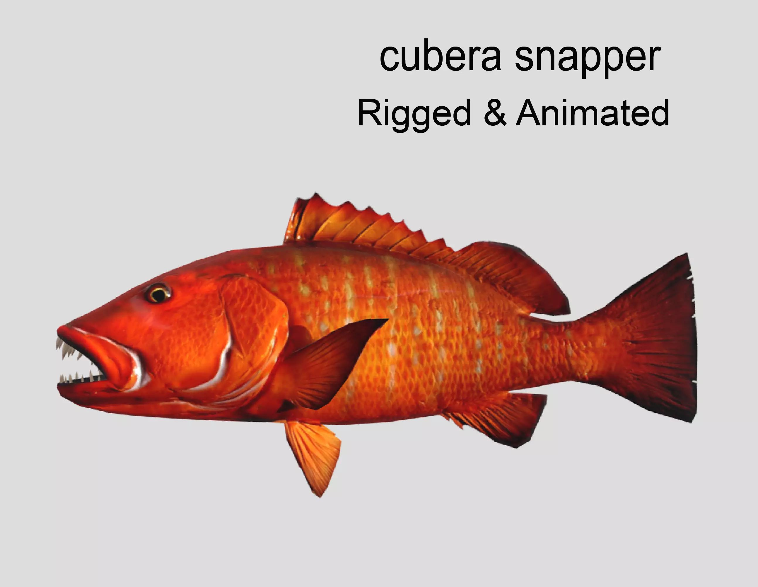 Cubera Snapper Realistic Animated Low-poly 3D model