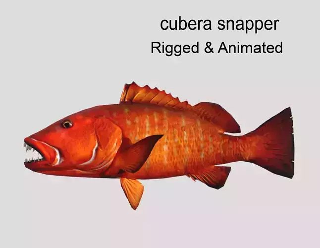Cubera Snapper Realistic Animated Low-poly 3D model
