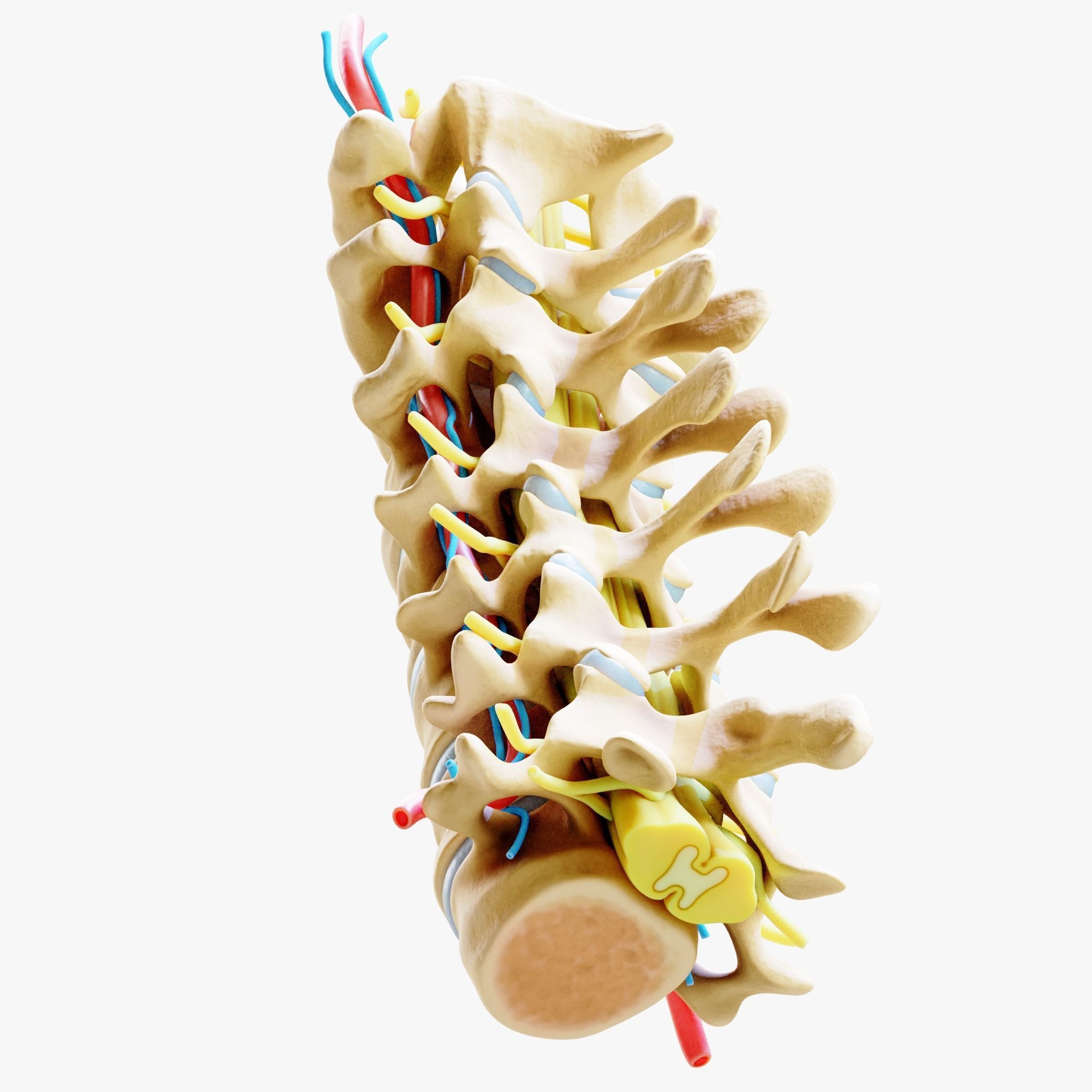 Cervical Spine Anterior Anatomy 3D model_2