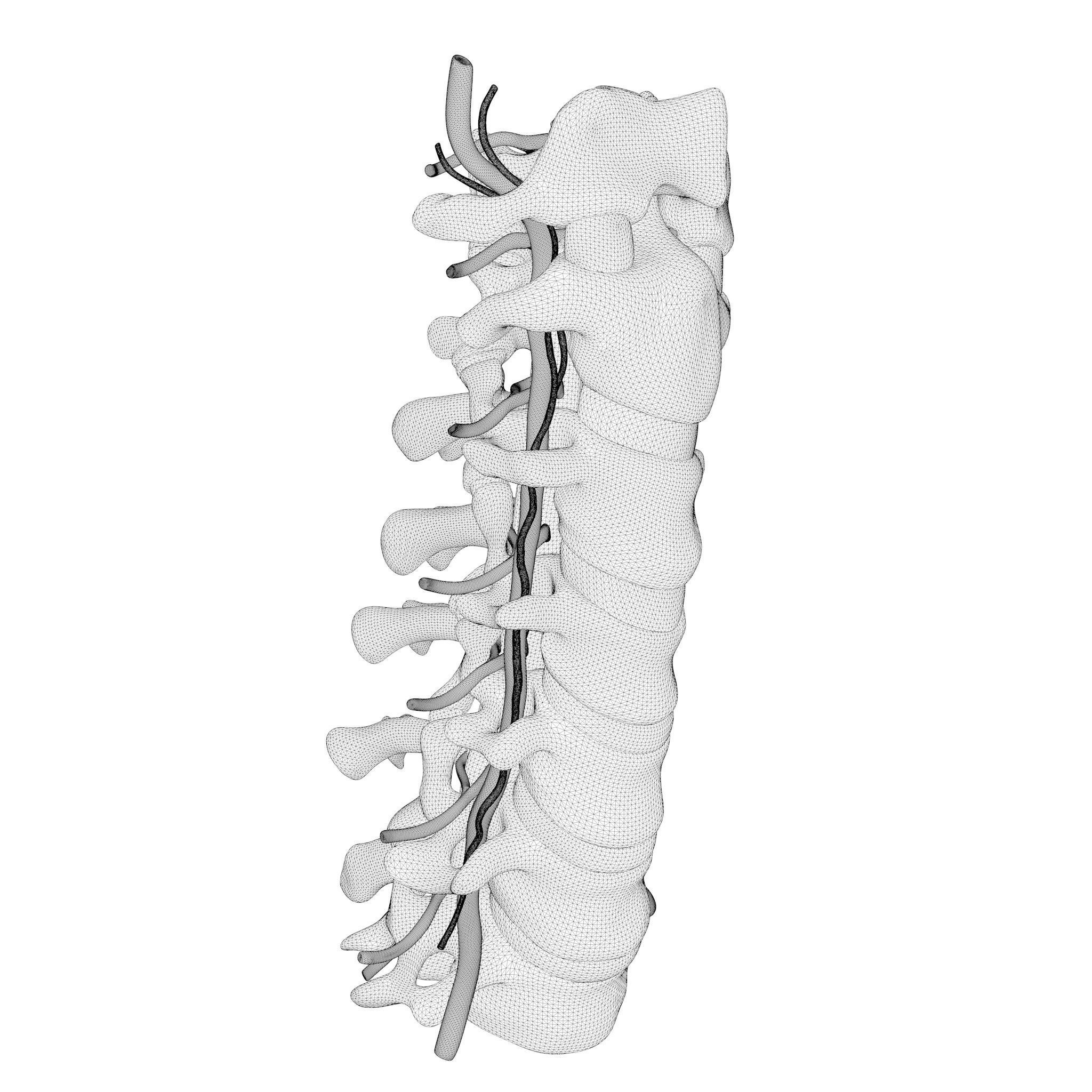 Cervical Spine Anterior Anatomy 3D model_7