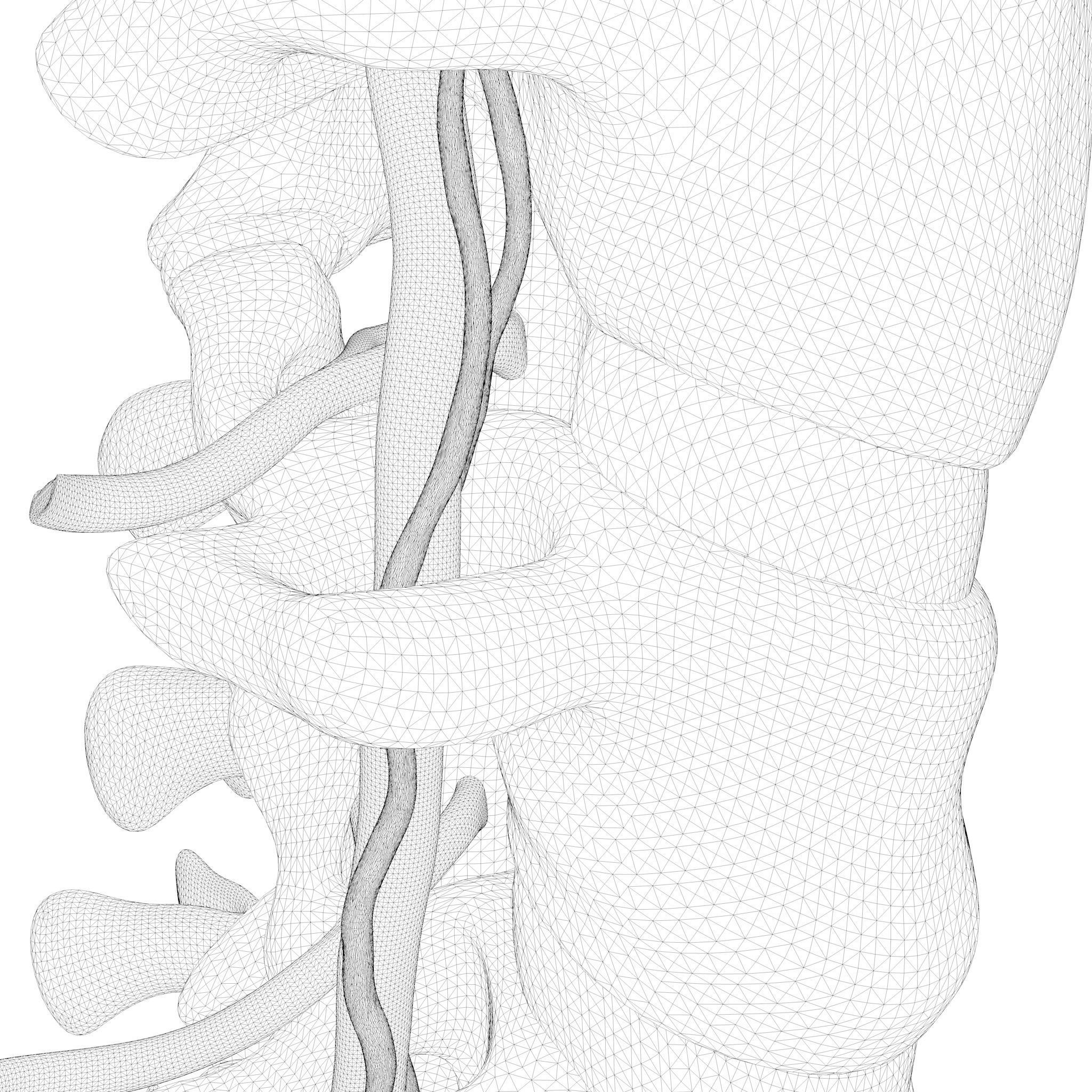 Cervical Spine Anterior Anatomy 3D model_8
