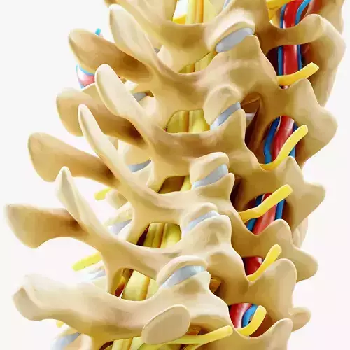 Cervical Spine Anterior Anatomy 3D model