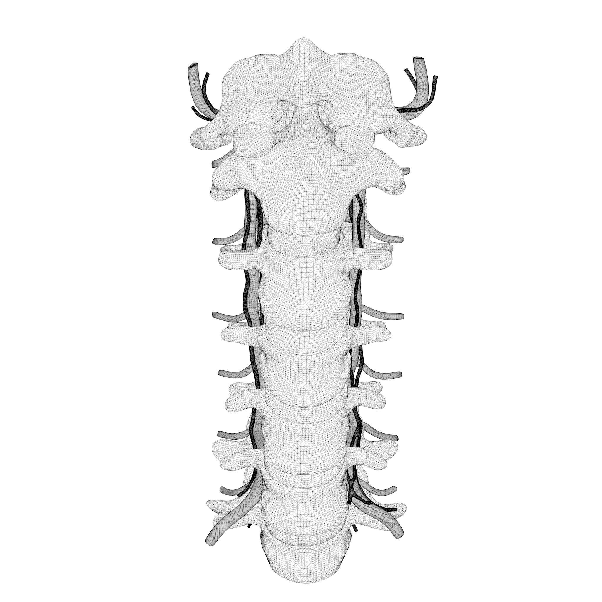 Cervical Spine Anterior Anatomy 3D model_6