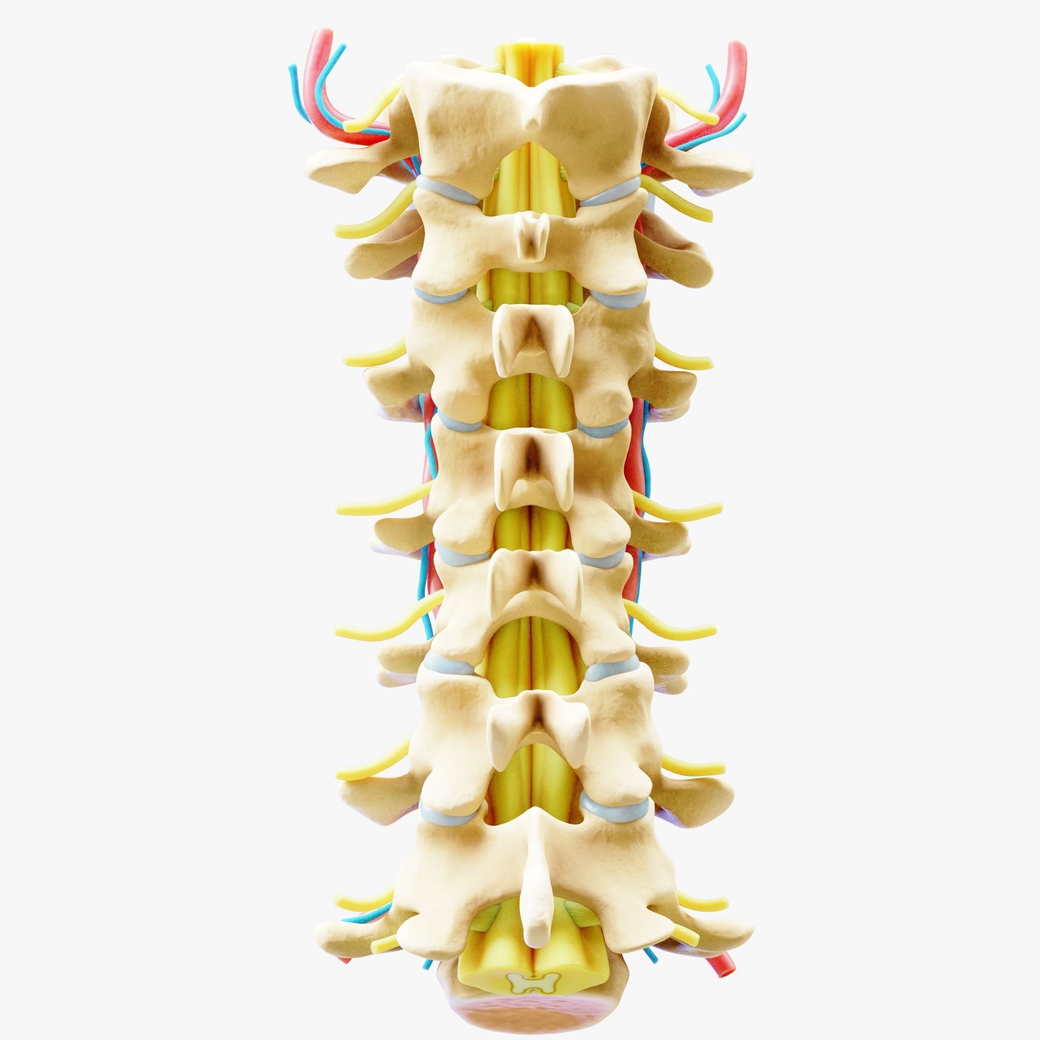 Cervical Spine Anterior Anatomy 3D model_1