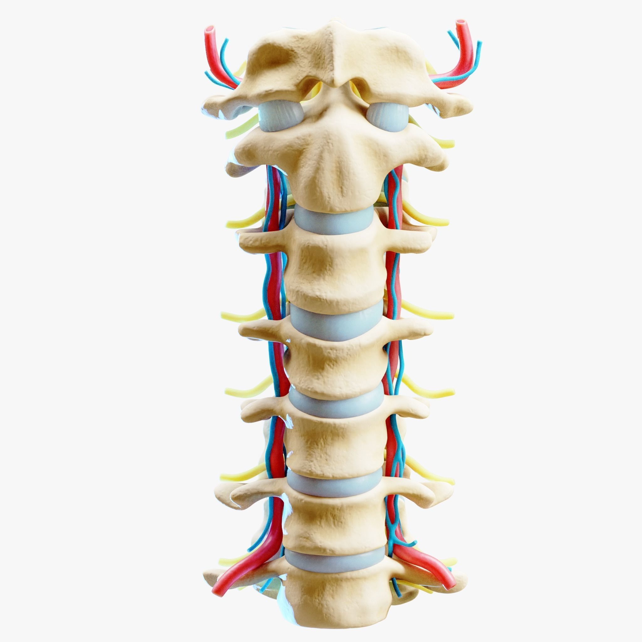 Cervical Spine Anterior Anatomy 3D model_3