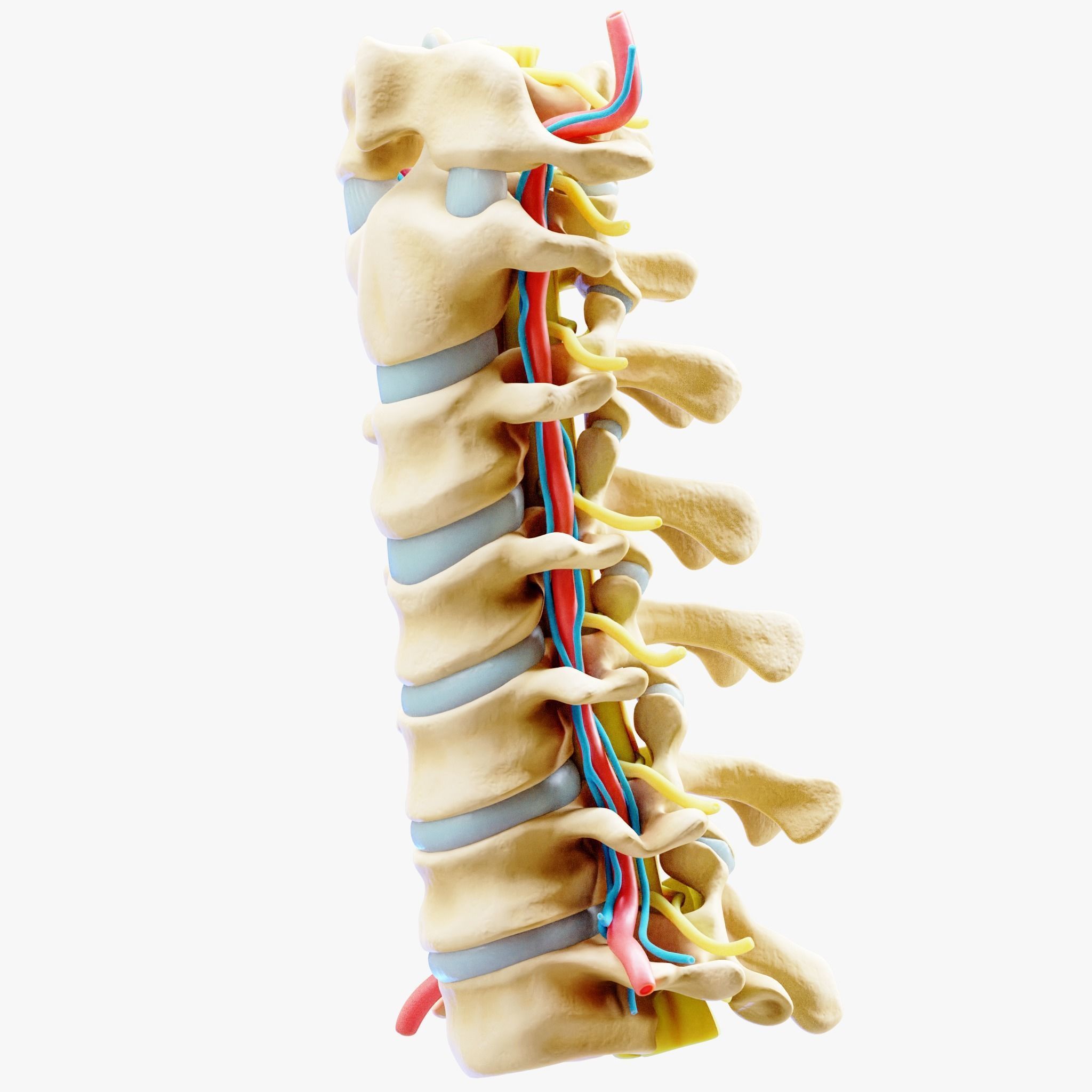 Cervical Spine Anterior Anatomy 3D model_4