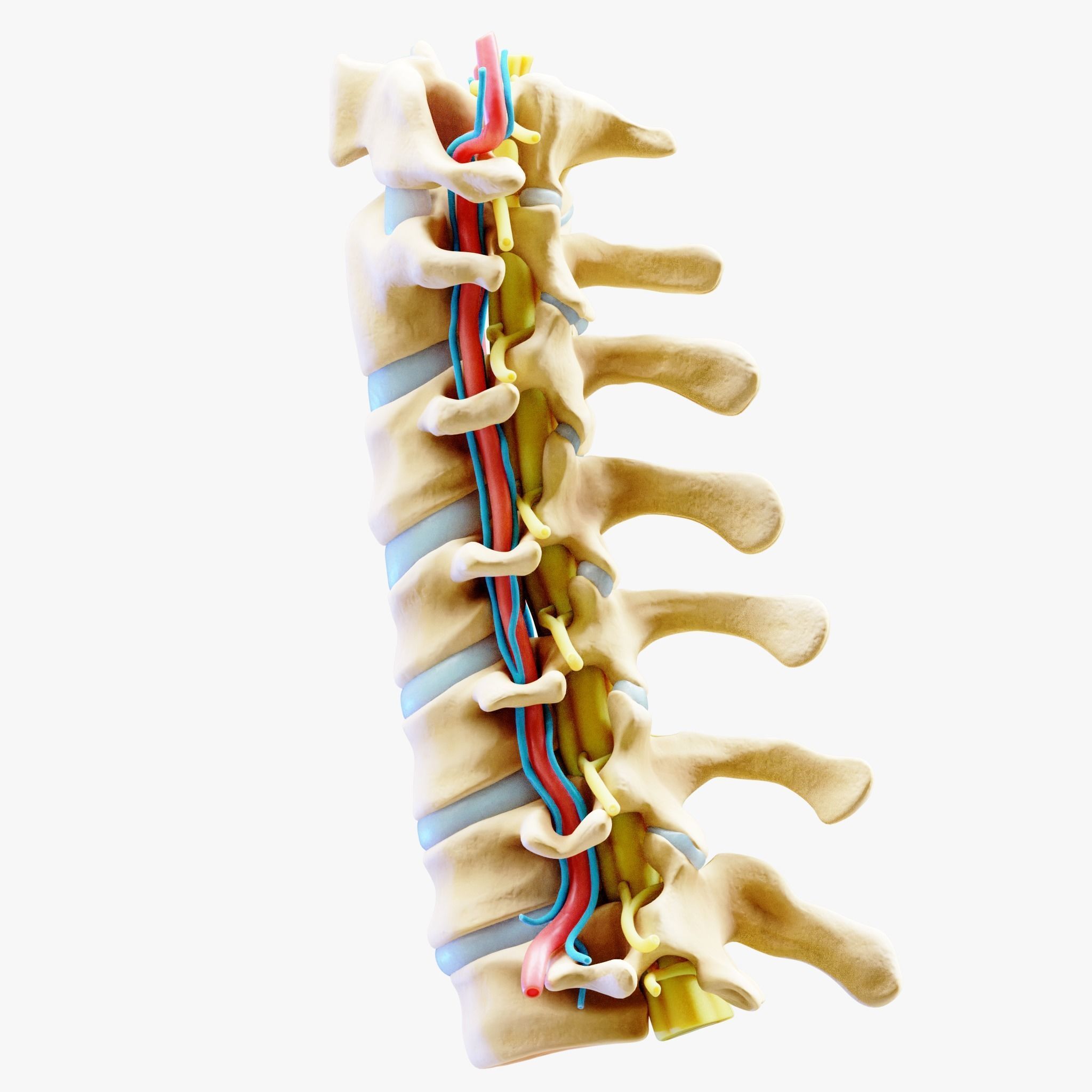 Cervical Spine Anterior Anatomy 3D model_5