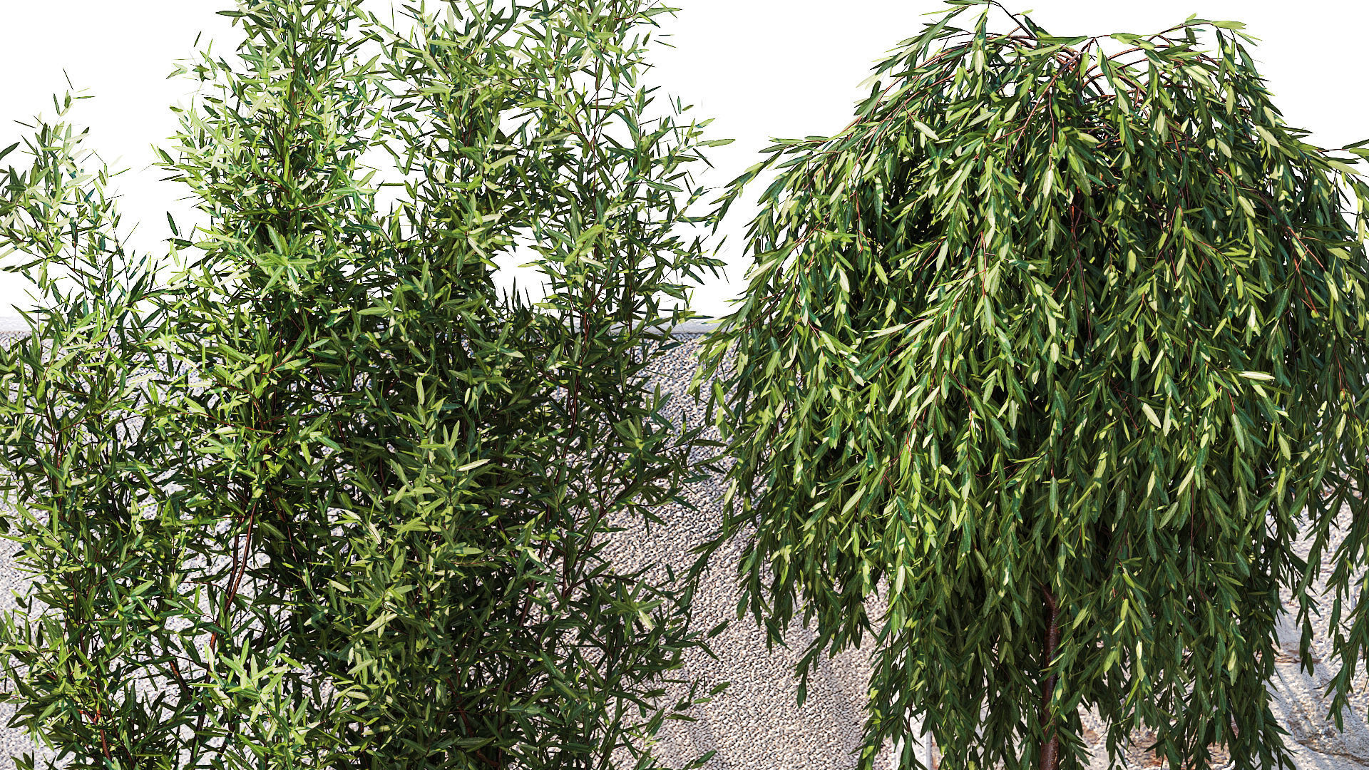 Beautiful garden with Olive Elaeagnus Oleander flowers 1371 3D model_6