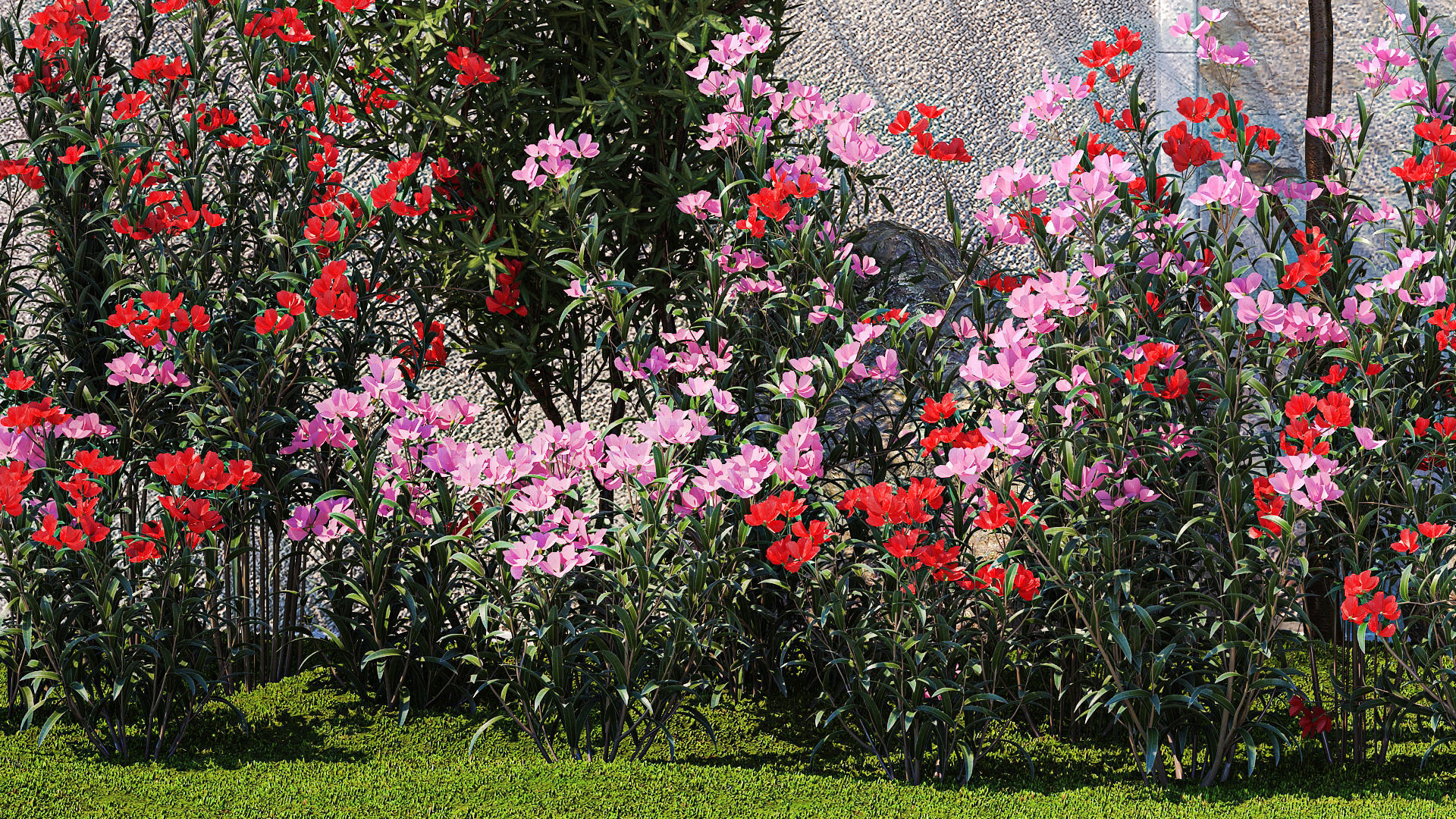 Beautiful garden with Olive Elaeagnus Oleander flowers 1371 3D model_4