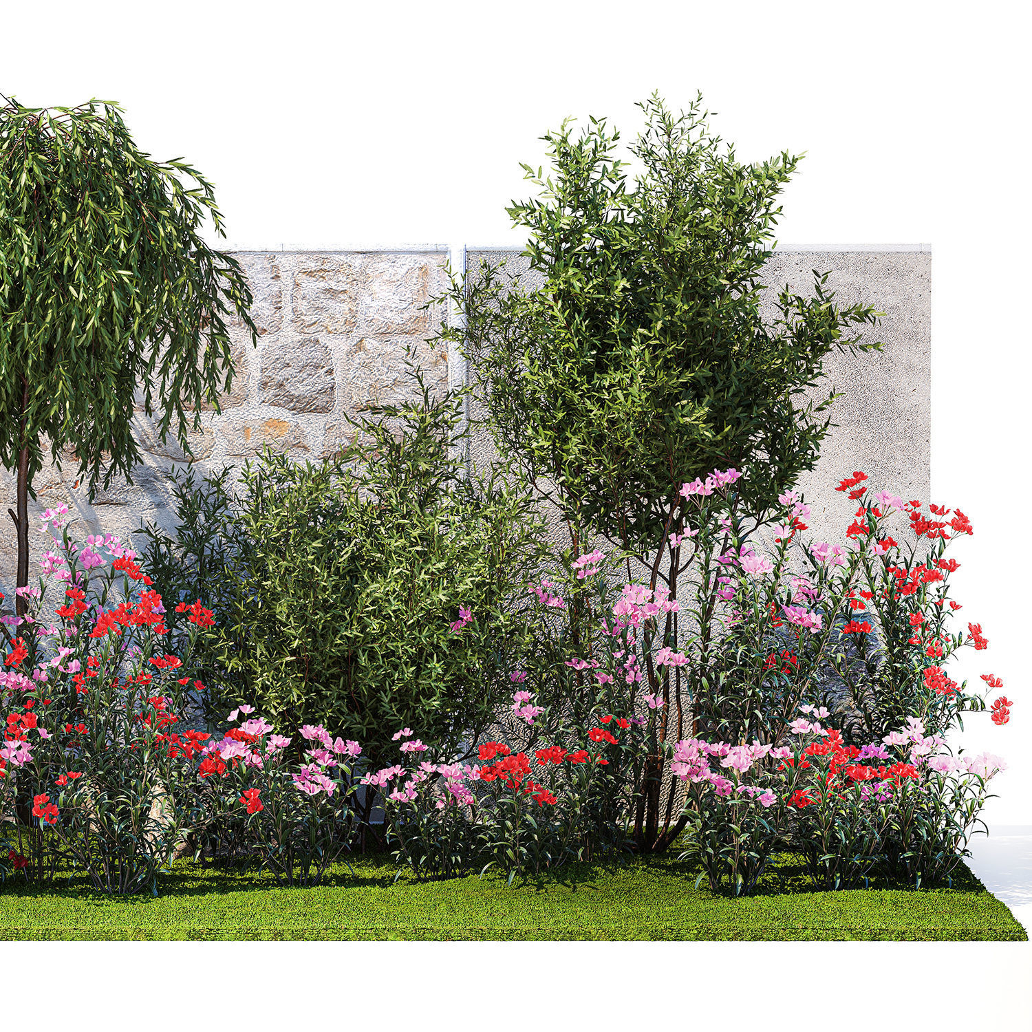 Beautiful garden with Olive Elaeagnus Oleander flowers 1371 3D model_11