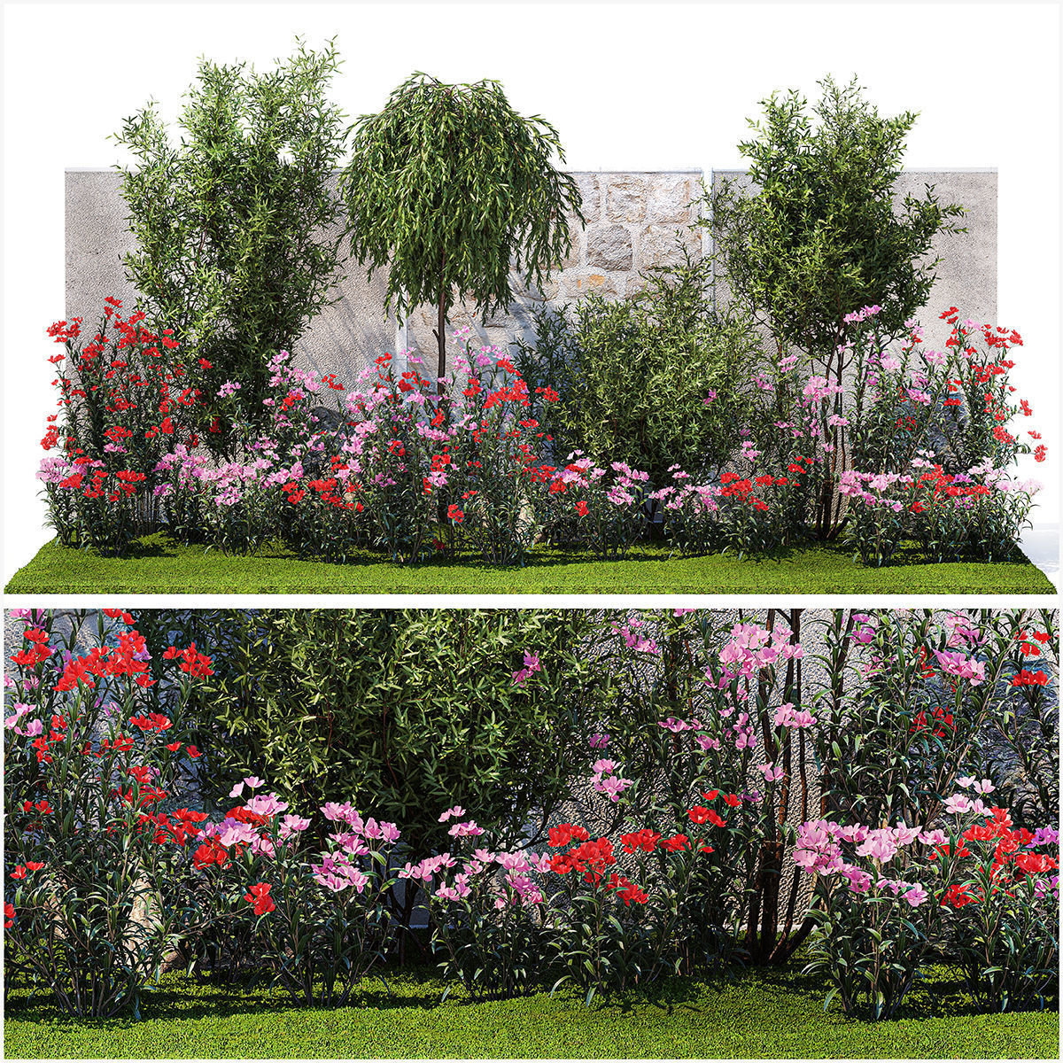 Beautiful garden with Olive Elaeagnus Oleander flowers 1371 3D model_1