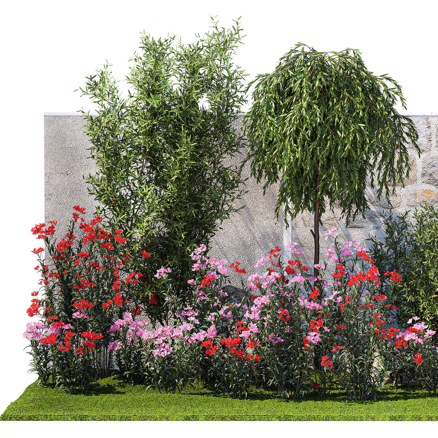 Beautiful garden with Olive Elaeagnus Oleander flowers 1371 3D model_9
