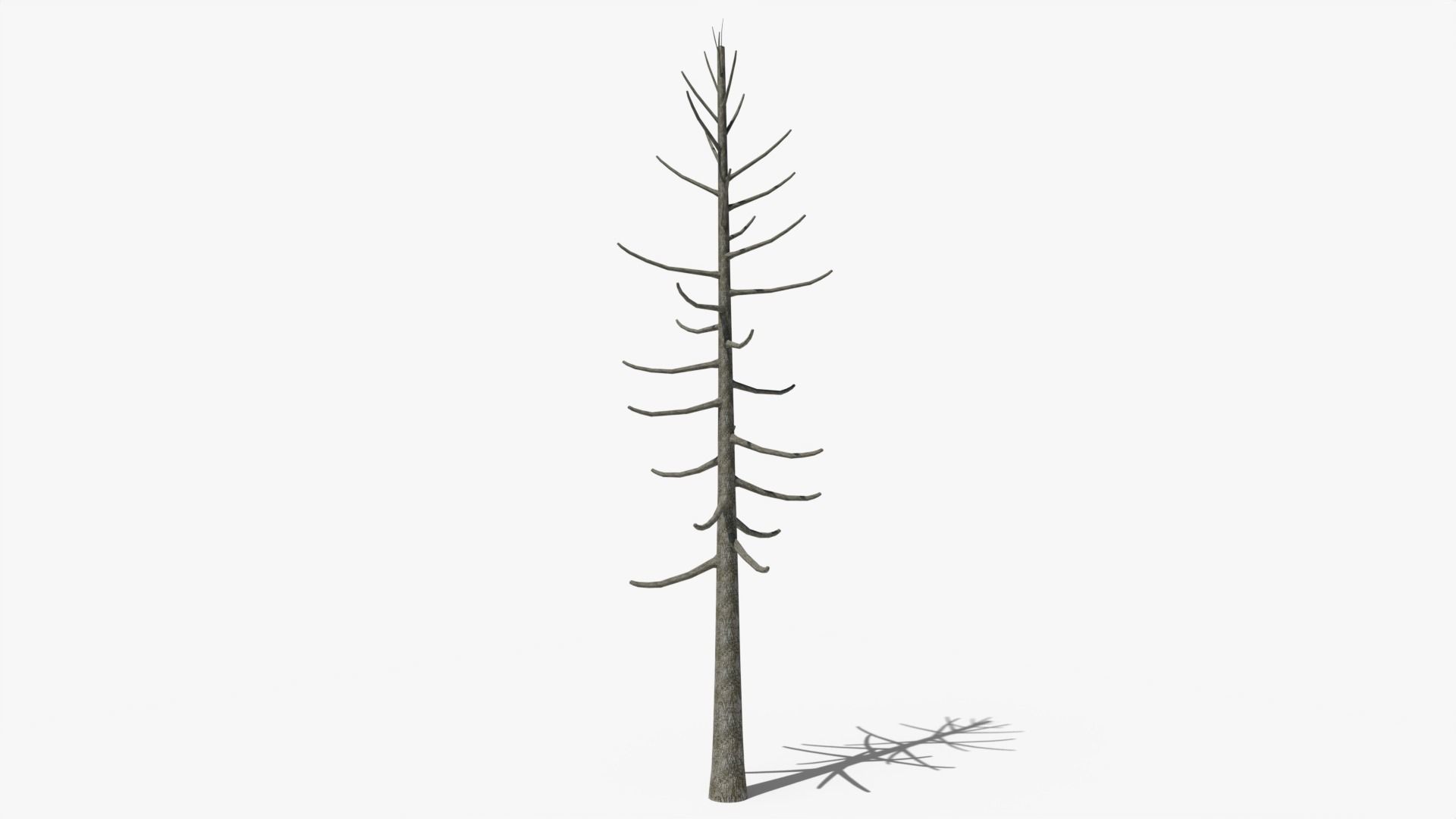 Lowpoly Dead Pine v2 Low-poly 3D model_5