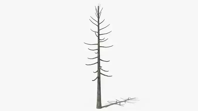 Lowpoly Dead Pine v2 Low-poly 3D model