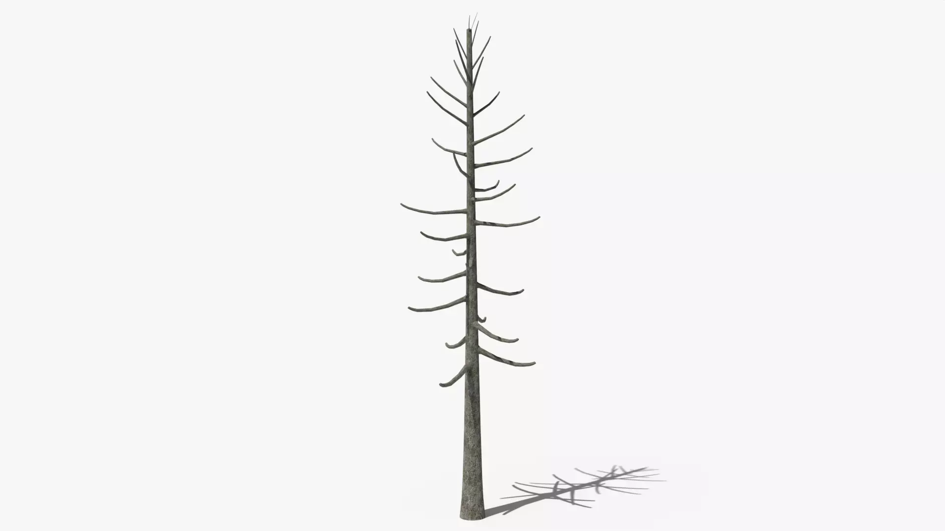 Lowpoly Dead Pine v2 Low-poly 3D model_0