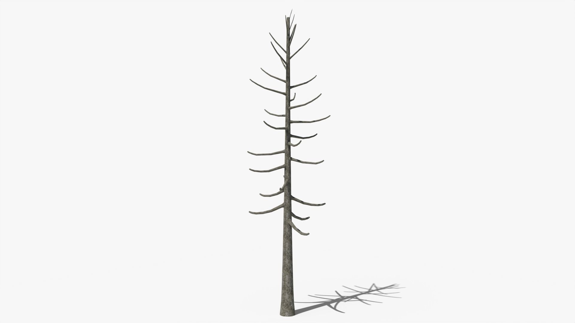 Lowpoly Dead Pine v2 Low-poly 3D model_1