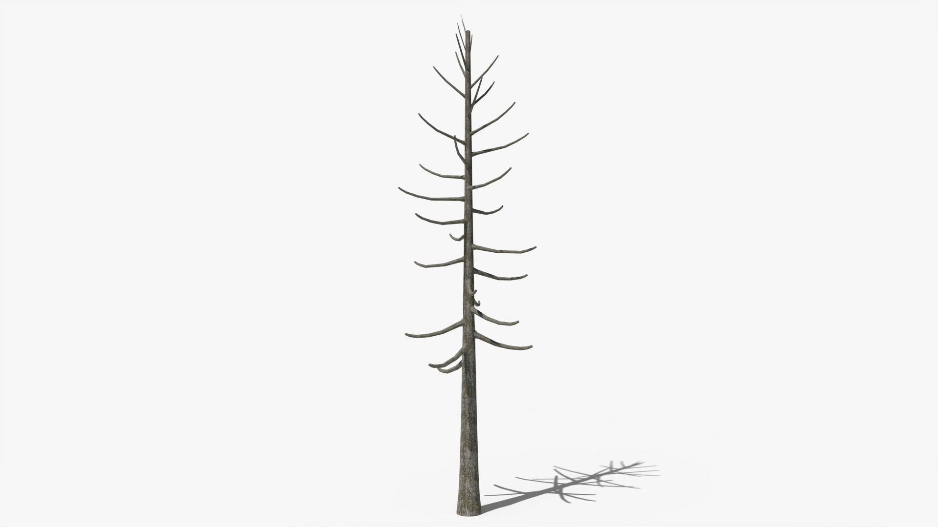 Lowpoly Dead Pine v2 Low-poly 3D model_4