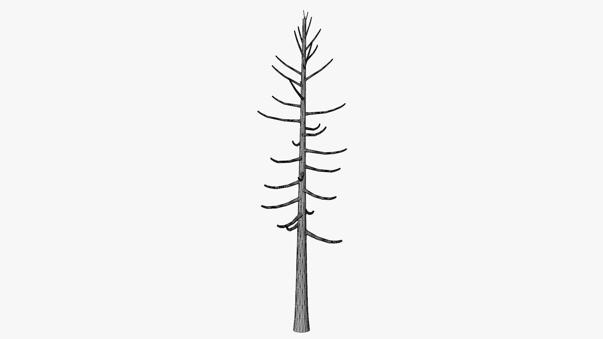 Lowpoly Dead Pine v2 Low-poly 3D model_8
