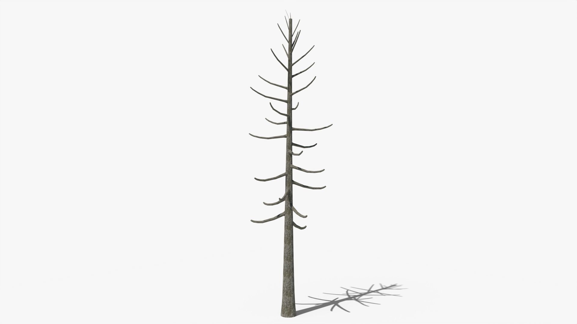 Lowpoly Dead Pine v2 Low-poly 3D model_3