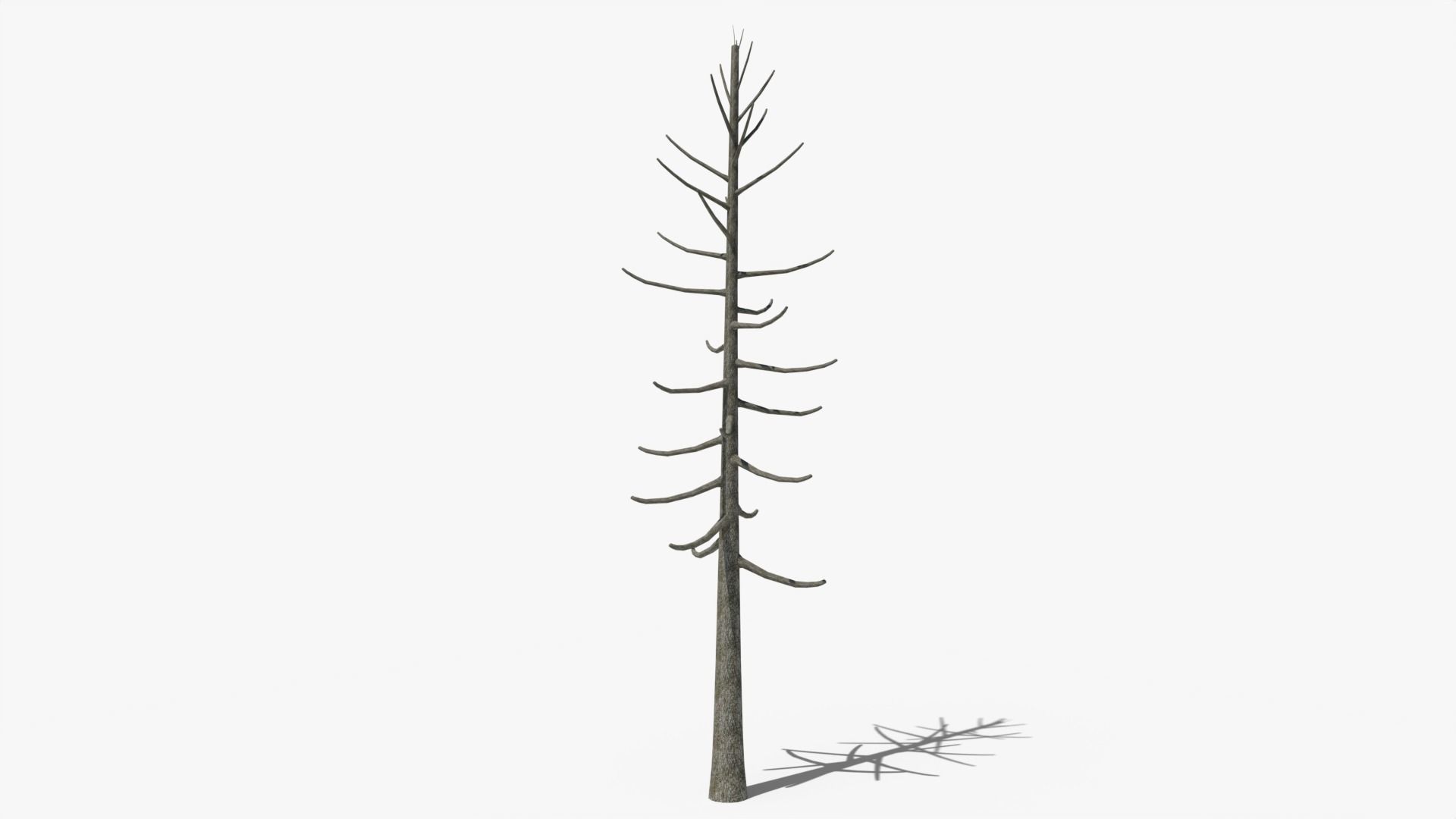 Lowpoly Dead Pine v2 Low-poly 3D model_2