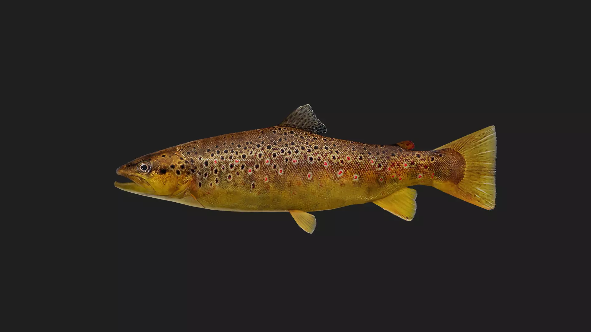 BrownTrout Low-poly 3D model_0