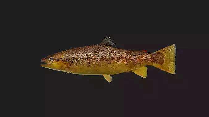 BrownTrout