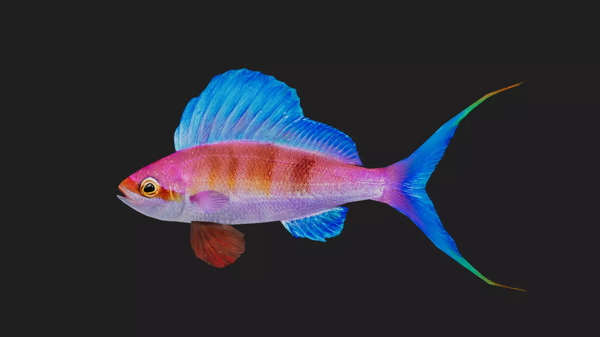 Serranidae Low-poly 3D model_0