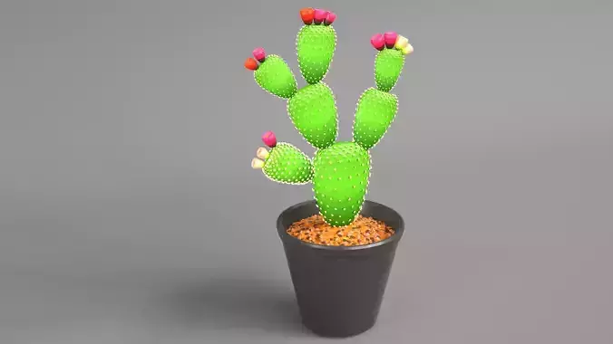 Cactus Plant