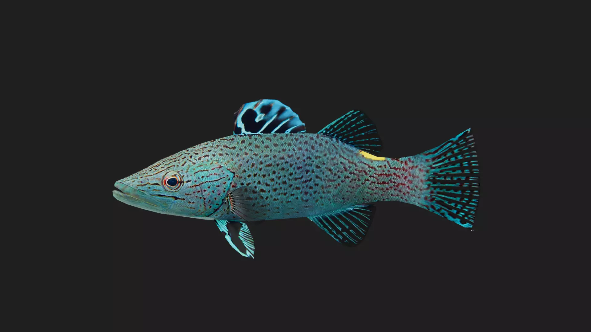 Serranidae Low-poly 3D model_0
