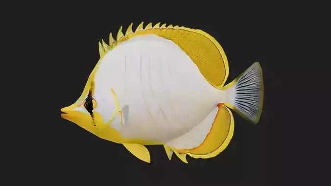 Butterflyfish