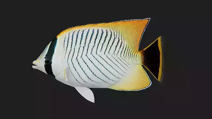 Butterflyfish