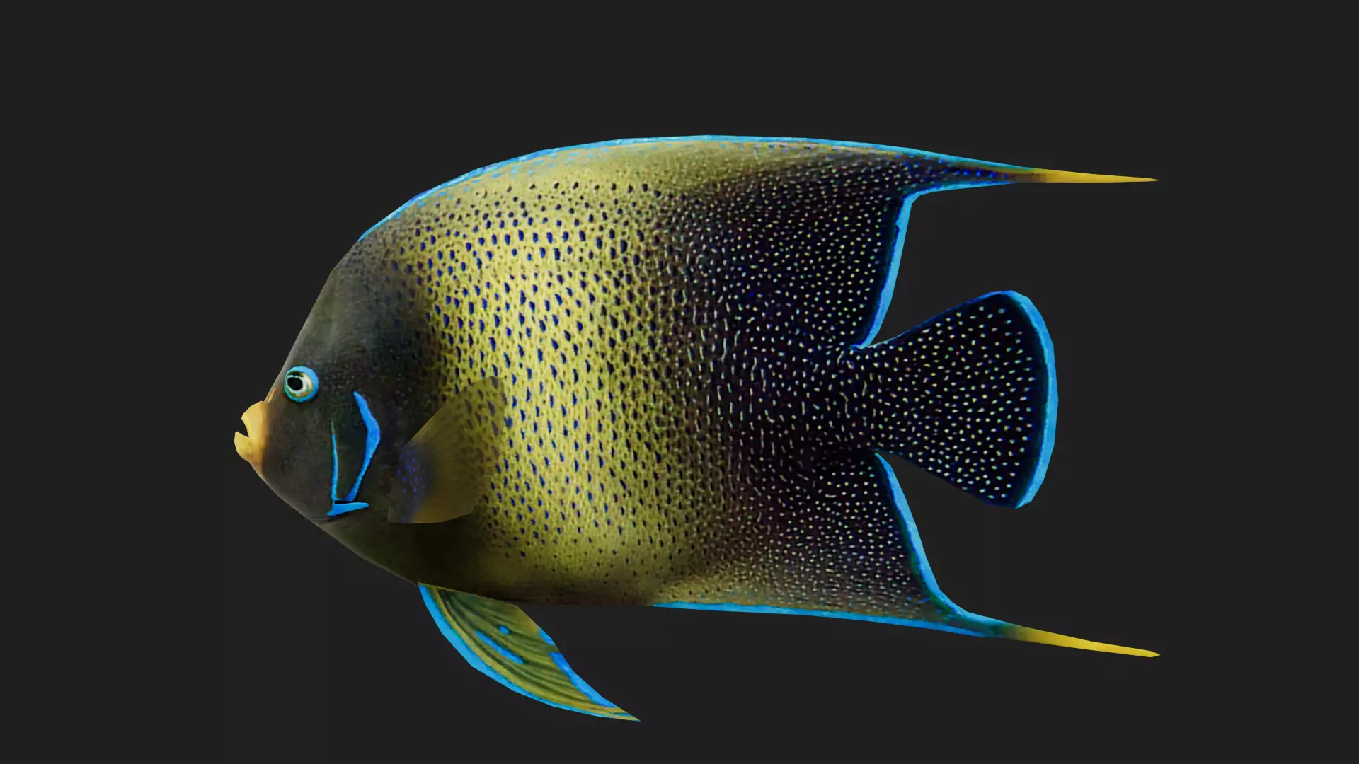 Angelfish Low-poly 3D model_0