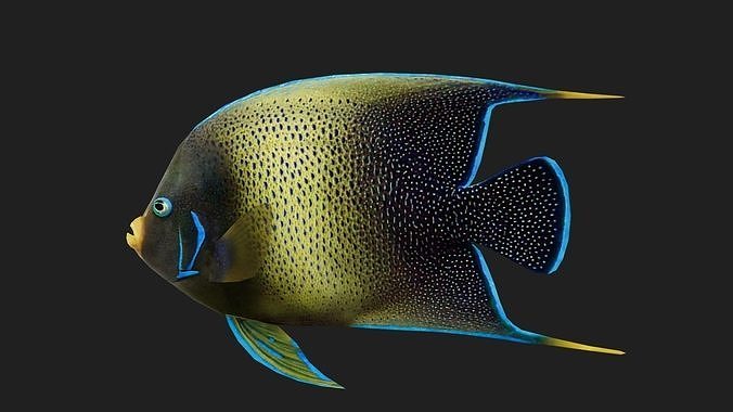 Angelfish Low-poly 3D model