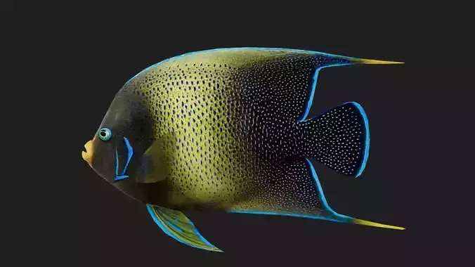 Angelfish
