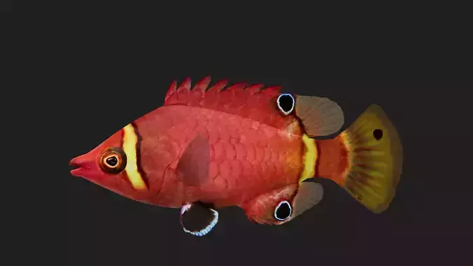 Wrasse