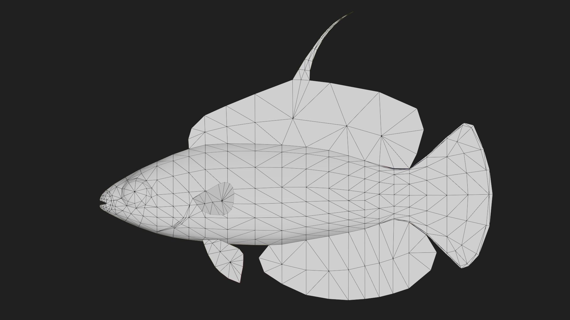 Wrasse Low-poly 3D model_1