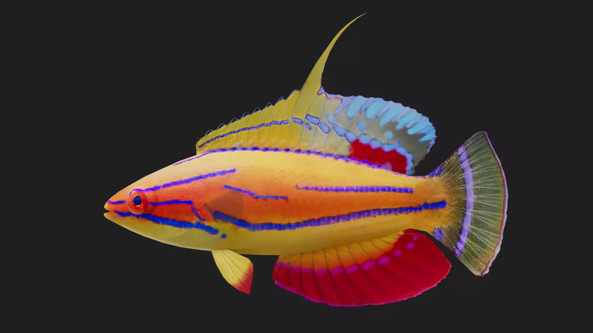 Wrasse Low-poly 3D model_0