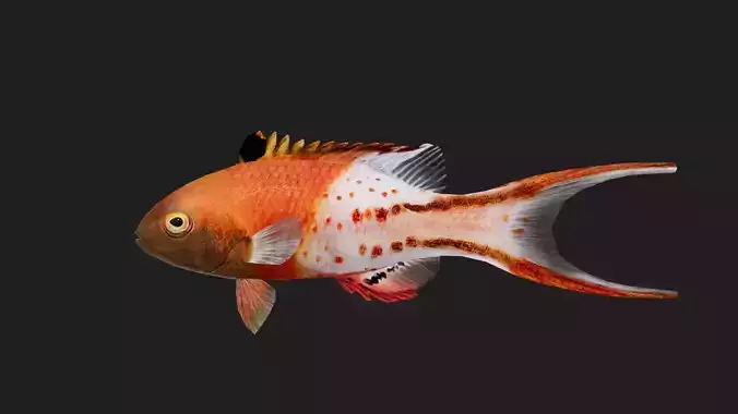 Wrasse Low-poly 3D model