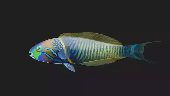 Wrasse Low-poly 3D model