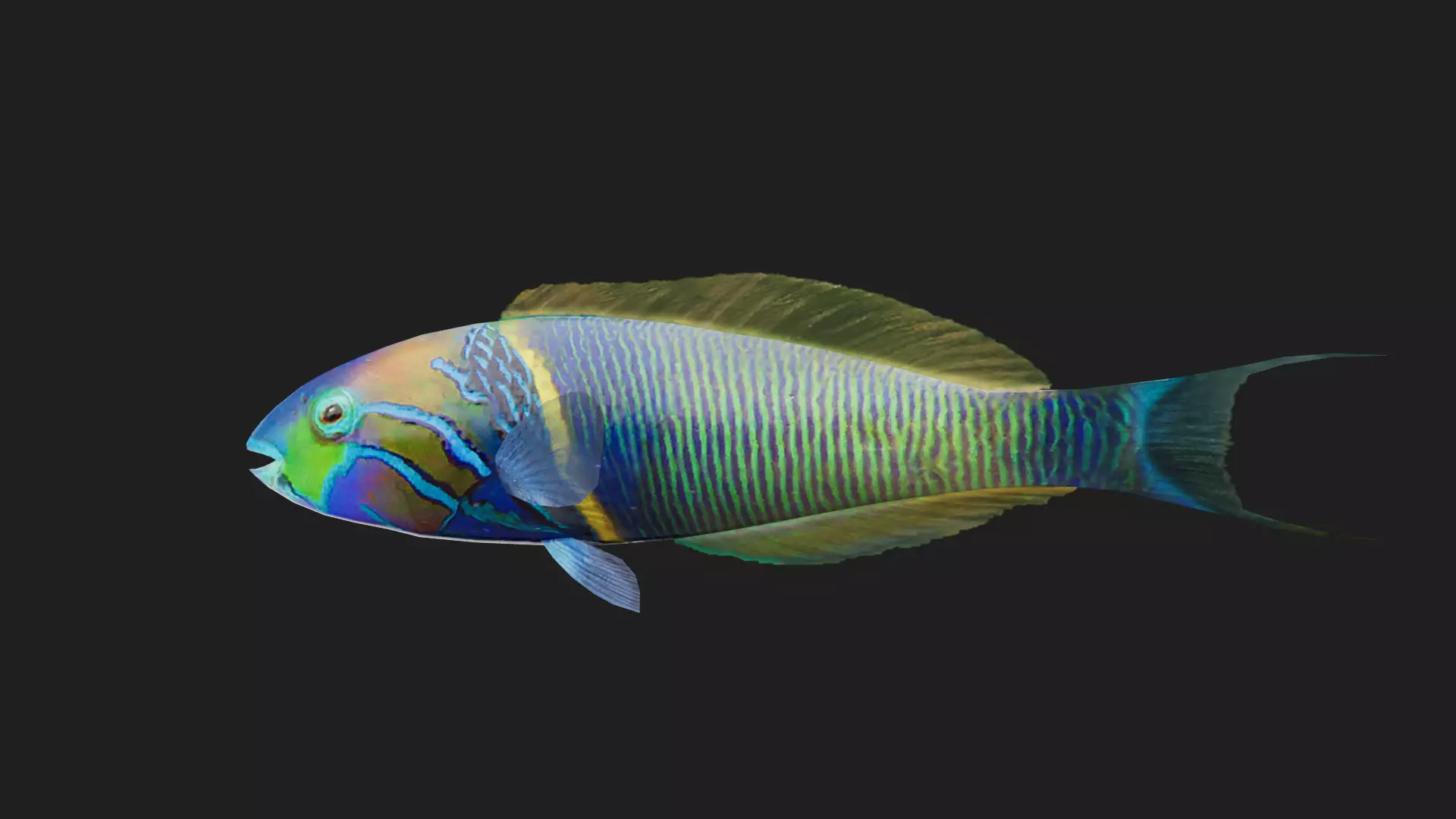 Wrasse Low-poly 3D model_0