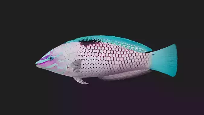 Wrasse Low-poly 3D model