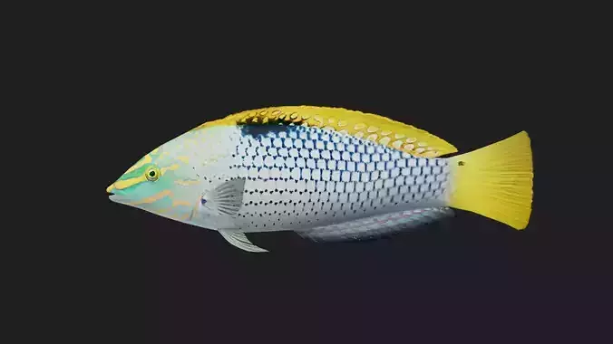 Wrasse Low-poly 3D model
