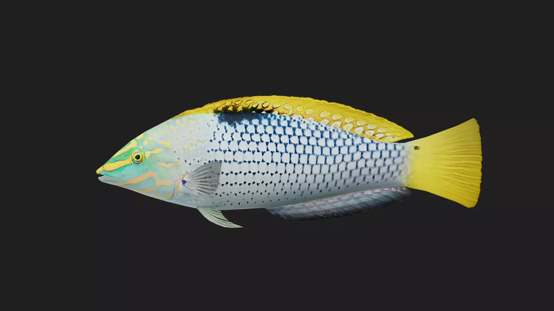 Wrasse Low-poly 3D model_0