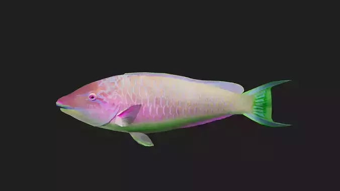 Wrasse Low-poly 3D model