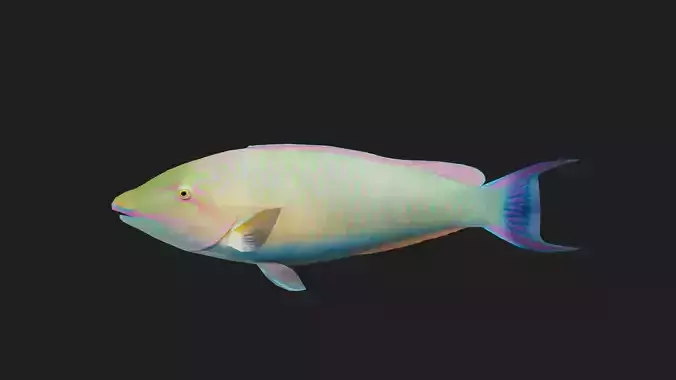 Wrasse Low-poly 3D model