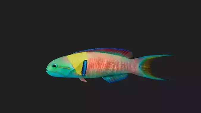 Wrasse