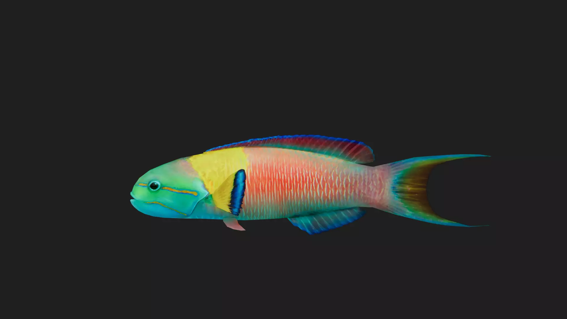 Wrasse Low-poly 3D model_0