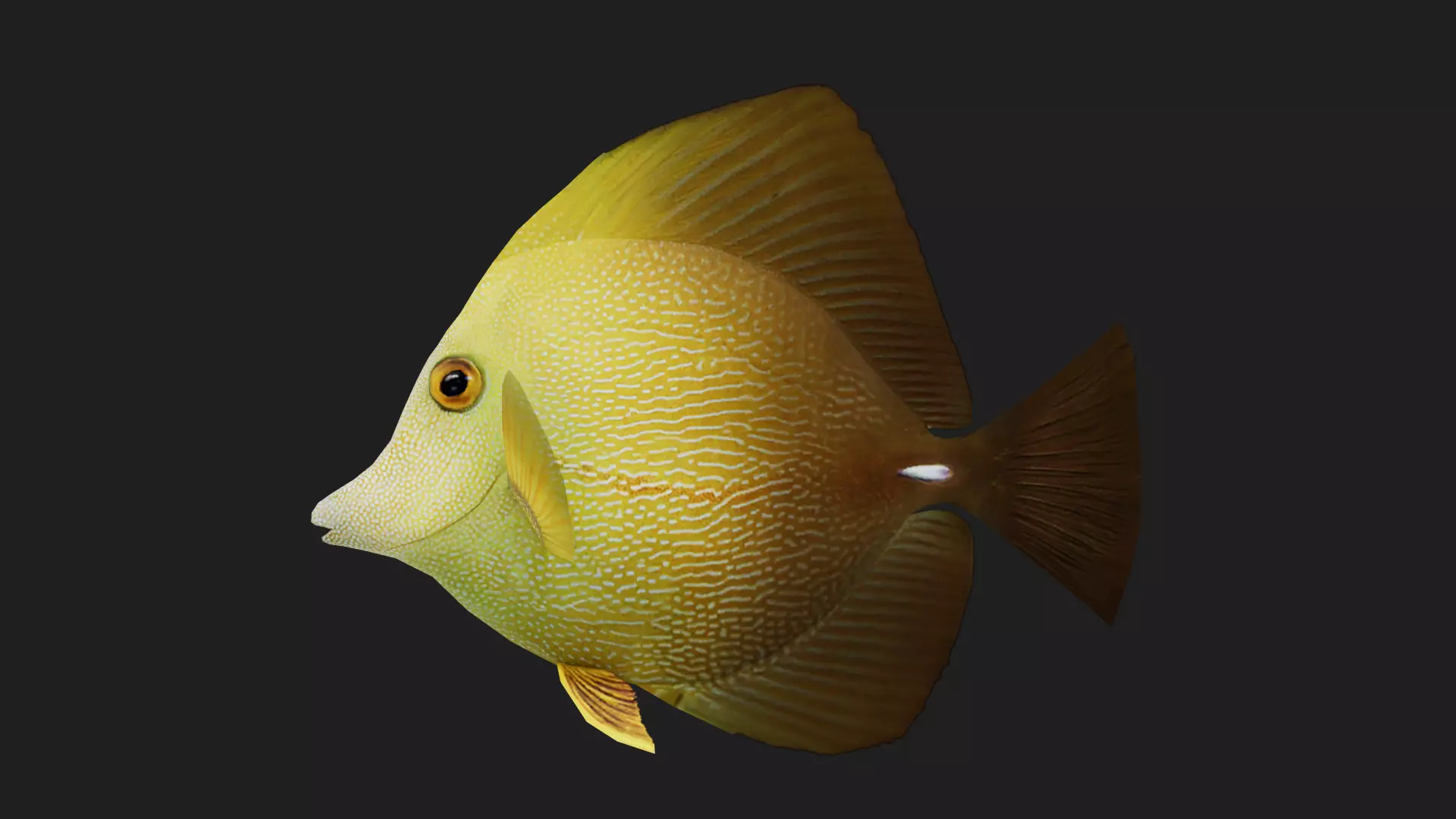 Unicornfish Low-poly 3D model