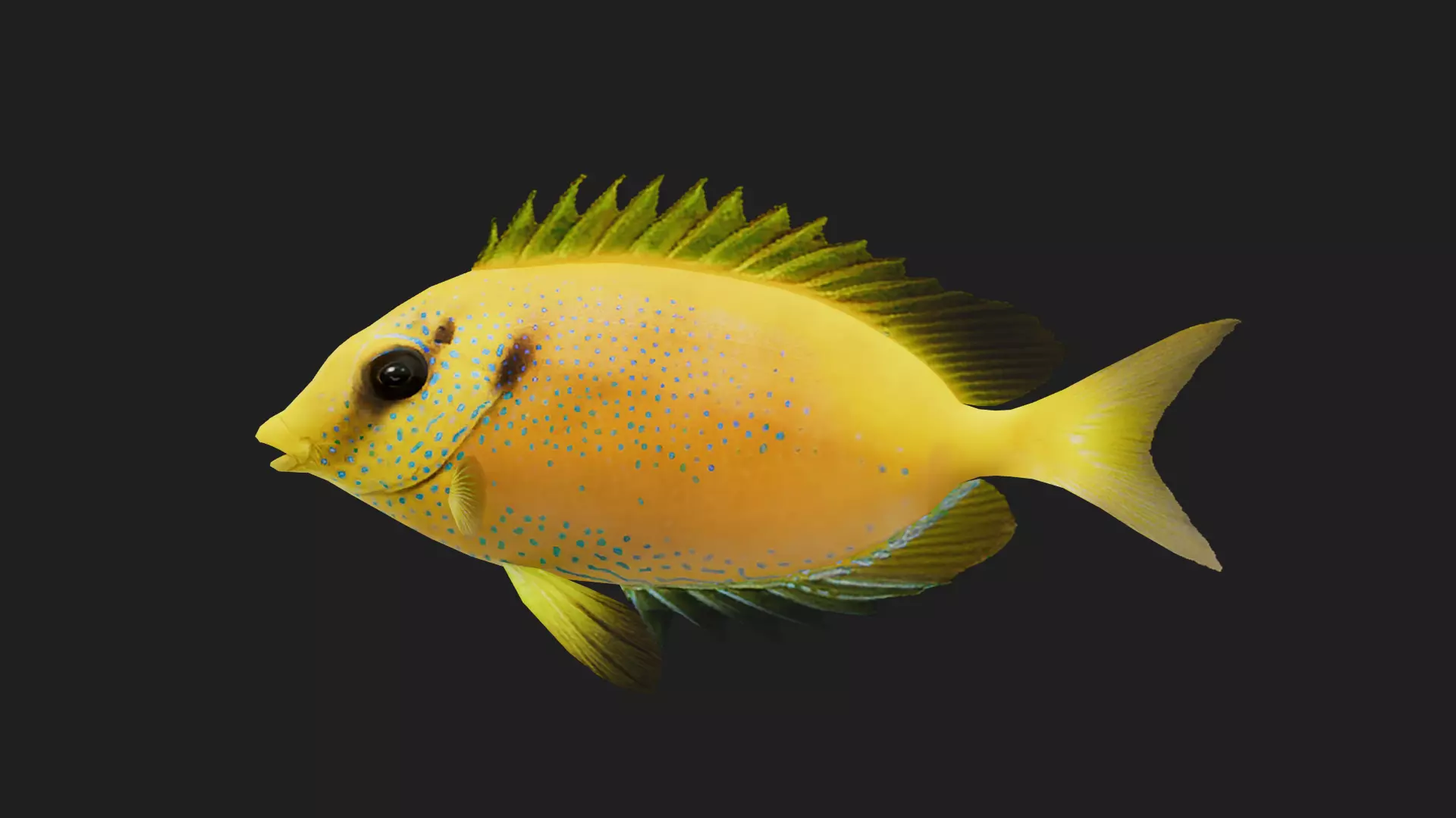 Spinefoot Low-poly 3D model_0