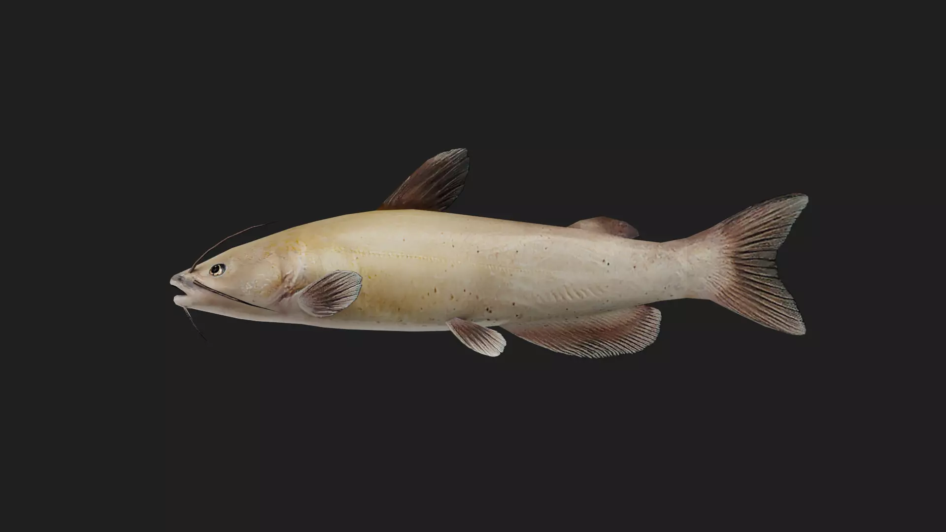 Catfish Low-poly 3D model_0